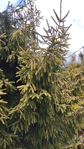 25 Fresh Cutting Fir Evergreen Boughs for Planting 4"_7" - Picture 1 of 6