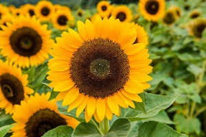 30 Samen Sonnenblume XXL riesige Blüte essbare Kerne bis 2,50cm Sonnenblumen - Bild 1 von 7