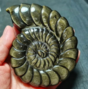Rare 178.8G Natural Gold Gloss Obsidian Carved Conch crystal Healing YWD68 - Picture 1 of 12