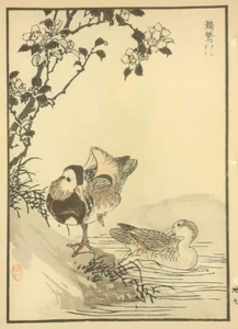BAIREI MANDARIN DUCK DUCKS Print Of an 1880s JAPANESE WOODBLOCK Bird Print - Picture 1 of 2
