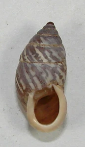 PUPINIDIUS MELINOSTOMA 20.12mm BEAUTIFUL SPECIMEN South Gansu Province, China - Picture 1 of 2