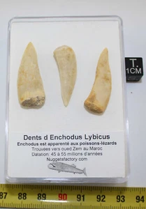 Lot de 3 dents Enchodus Lybicus préhistorique dans une boite ( Maroc - 021 ** ) - Imagen 1 de 6