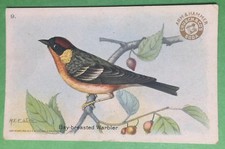 BAY-BREASTED WARBLER, ARM & HAMMER, CHURCH & CO'S SODA, USEFUL BIRDS OF AMERICA