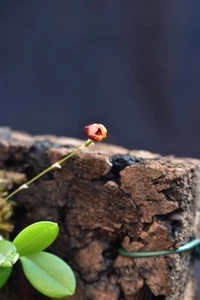 Scaphosepalum owularna orchidea - Zdjęcie 1 z 2