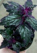 Rare ! Purple Passion plant (Gynura Aurantiaca) purple velvet Live plant 4" Pot