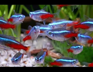 Jumbo Neon Tetra Live Fish 3 Pack - Picture 1 of 1