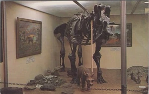 Unitatherium Skeleton Geology Fossil Hall Natural History Vernal postcard NQ15 - Picture 1 of 2
