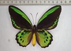 Ornithoptera priamus euphorion male From Queensland