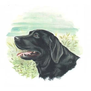 Black Labrador Dog Overglaze Ceramic Decals - Picture 1 of 2