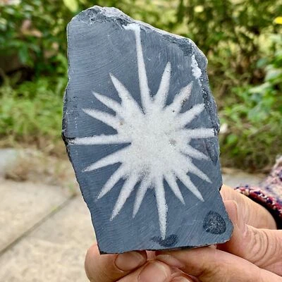 241G Natural Chrysanthemum Stone Quartz Carving Halo Treatment Gift - Image 1 of 4