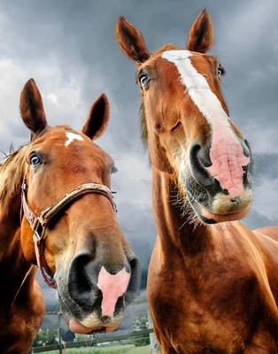 Curious Horse Duo - Arte de pared fotográfico de lienzo estirado o metal - ENVÍO GRATUITO Foto 1 de 3