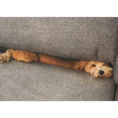 Tarjeta de agradecimiento para perro marrón escondido debajo de cojines de sofá gris por sentarse mascotas Foto 1 de 2