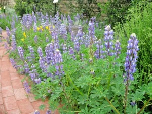 125+BLUE LUPINE Seeds Native Wildflower Annual Garden Container Pollinators Easy - Picture 1 of 11