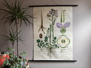 Vintage WIESENSCHAUM Schulkarte botanisches Poster BOTANISCHE Blumen LIMNANTHUS - Bild 1 von 15