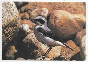 GB PPC BRITISH BIRDS; WHEATEAR; BLUEBELL RAILWAY PICTORIAL CANCEL15/6/81. - Picture 1 of 3
