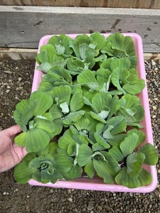 SALE (25) Water Lettuce Koi Pond Floating Plants Rid Algae 2-3" Filter Fish - Picture 1 of 6