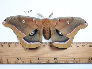  Unmounted Butterfly insects moth, Lepidoptera Saturniidae. North america Quebec - Picture 1 of 2