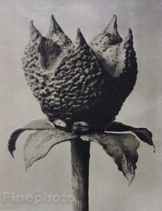 1942 Original KARL BLOSSFELDT Botanical Plant Flower Germany Photo Gravure Art - Picture 1 of 1