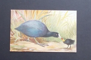 Birds , The R S Art Press R S Series - Picture 1 of 2