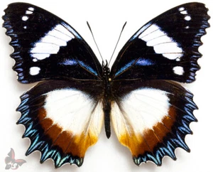 Hypolimnas dexithea-ONE OF THE LARGEST NYMPHALIDAE from Madagascar, UNMOUNTED - Picture 1 of 1