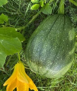 Tatume Squash Seeds | Heirloom - Picture 1 of 1