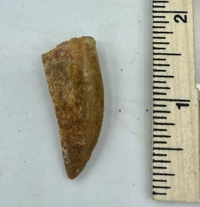 Carcharodontosaurus dinosaur CARCHARODON 1 1/2 AKA African TREX T REX CU21 - Picture 1 of 4