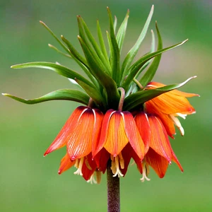 CROWN IMPERIAL 15 Seeds | Fritillaria Imperialis Rare Exotic Sacred Shaman Plant - Picture 1 of 10