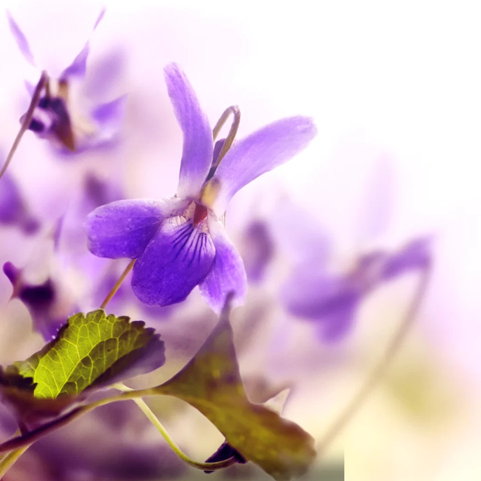 Violette Fragrance Oil - Image 1 of 1