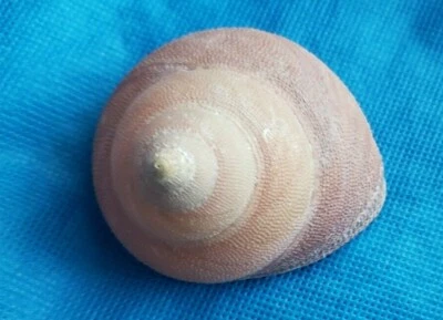 Taylor's Star Shell - Galeoastraea tayloriana (aprox. 76mm) Foto 1 de 4