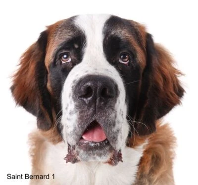 LARGE-SIZED CAR DECALS - SAINT BERNARD - Image 1 of 2
