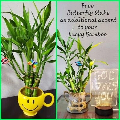 6" Lucky Bamboo Plants 5 Stalks,  FREE Butterfly  Stake, GIFT, Feng Shui, Indoor - Image 1 of 4