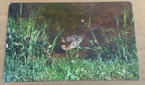UNUSED POSTCARD - LONELY LITTLE DUCK, GREETINGS FROM MIO, MICHIGAN - Picture 1 of 2