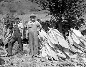 Farmers in Their Tobacco Field near Jackson, Kentucky -1940- Vintage Photo Print - Picture 1 of 1