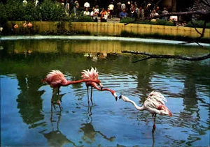 Tier Postkarte aus Tschechien CSSR Plamenaci Flamingo Postcard with animals - Picture 1 of 2