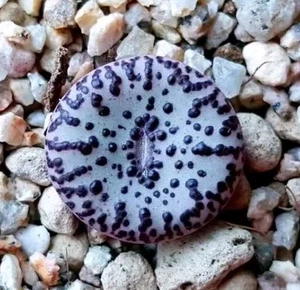 Conophytum minimum White and black,#   about 1cm  Succulent - Picture 1 of 4