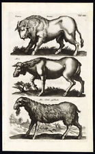 Antique Print-BUFFALO-BISON-MOOSE-ELK-ALCES-TAURUS-Jonston-Merian-1657