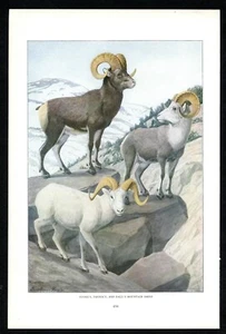 Pecora di montagna, 1916 stampa Louis Agassiz Fuertes, fauna selvatica nordamericana - Foto 1 di 3