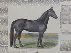 The Horseman, Horses, c.1888's #10