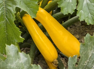 15 Samen Gelbe Zucchini Goldena Cucurbita pepo Zucchinisamen - Bild 1 von 3