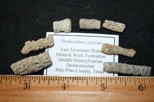 Pennsylvanian fossil East Mountain Shale - Bore hole in crinoid Tremichnus 1/bid - Picture 1 of 3