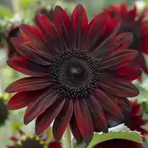 SUNFLOWER - RED SUN -50 seeds - Helianthus annuus tall - Annual Flower - Picture 1 of 8
