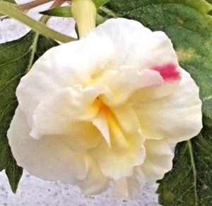Achimenes Limonsello 3 Rhizomes (Kohleria, xAhimenantha) Gesneriaceae - Picture 1 of 2