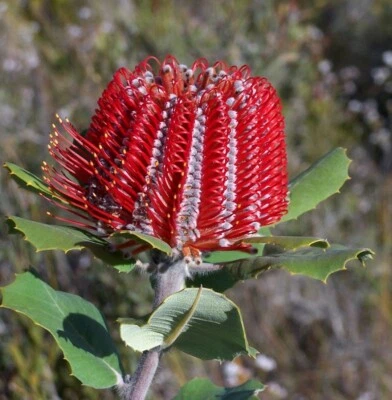 Scarlet Banksia   (Banksia coccinea)   5 seeds - Image 1 of 3