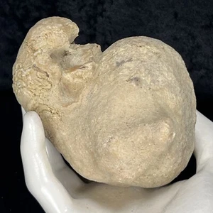 3-3/4” Unopened Geode Geodized Gastropod Fossil Chalcedony Crystal Quartz Solid - Picture 1 of 12