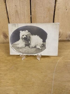 RPPC- GREAT DOG PORTRAIT - French Poodle Real Photo Postcard - Picture 1 of 4