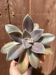 4” Graptoveria 'Fred Ives' Succulent - Picture 1 of 4