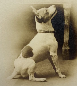 Rat Terrier RPPC Dog Jack Russell Postcard Early 1900s Vintage Antique - Picture 1 of 3