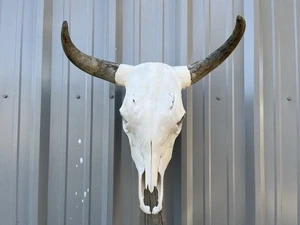Brahma LENKERSCHÄDEL 21" Zoll BREIT Hörner STIERHORN MONTIERT KUHKOPF - Bild 1 von 3