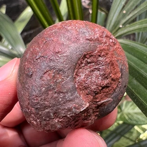 46 GR NERO PERMIANO INTERO SUTURA COMPLETA AMMONITE FOSSILE CALCITE MOLLUSCA TIMOR - Foto 1 di 9