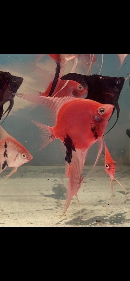 One Red Devil Angelfish TANK BRED!AA ¡Aleta mediana! Cuerpo talla cuarto+ Foto 1 de 4